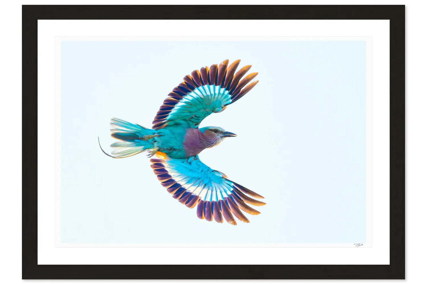 Lilac Breasted Roller My Store