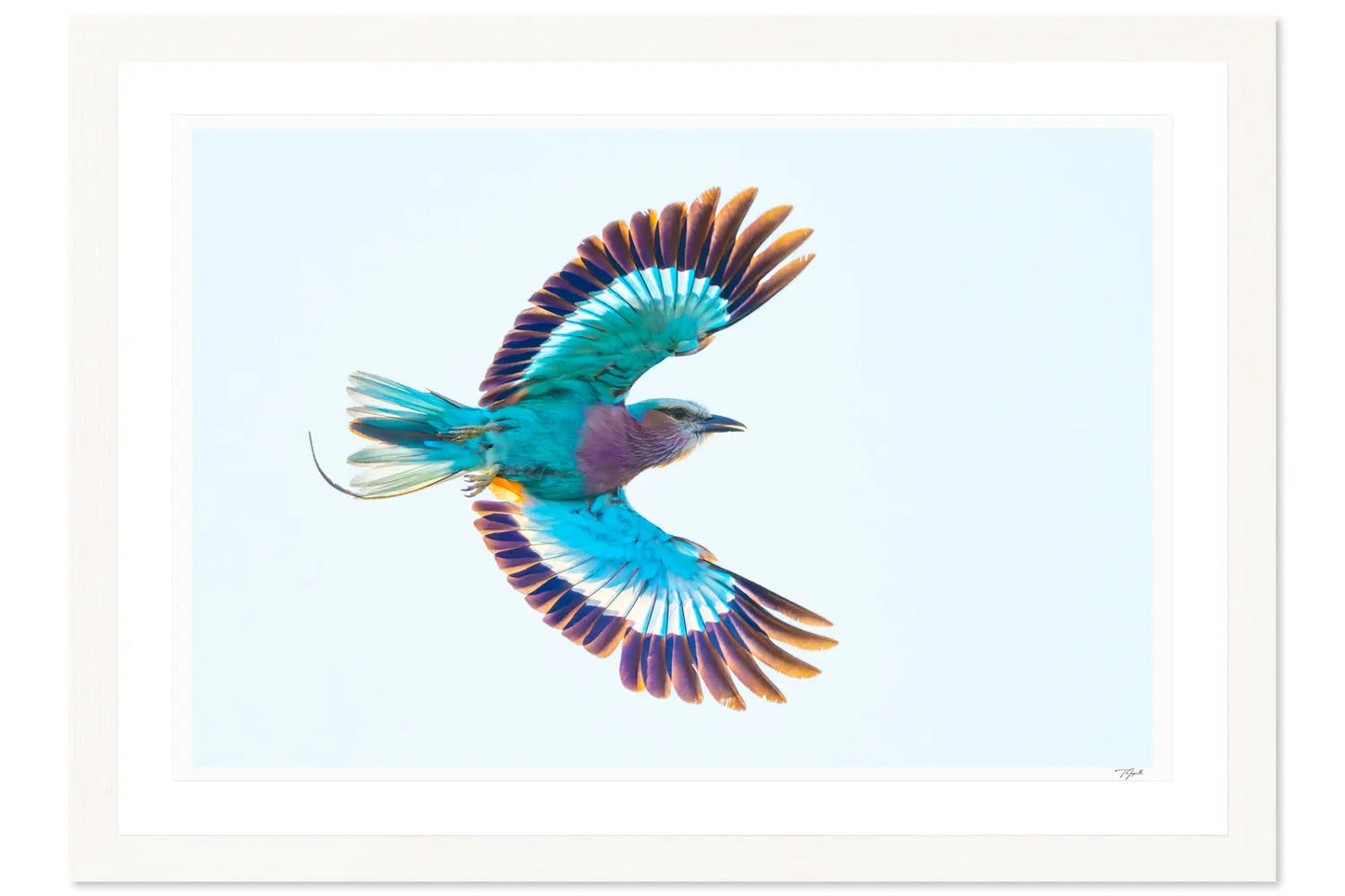 Lilac Breasted Roller My Store