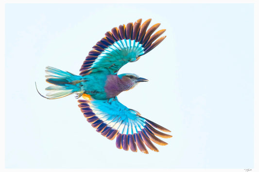 Lilac Breasted Roller My Store