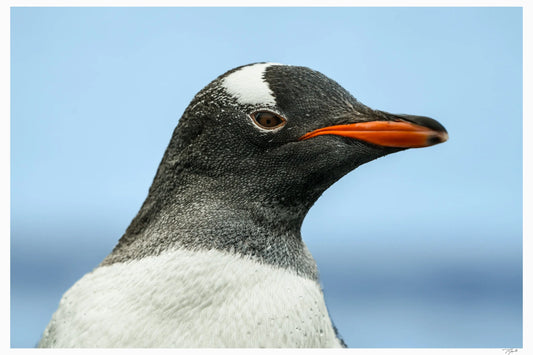 Penguin Peek My Store