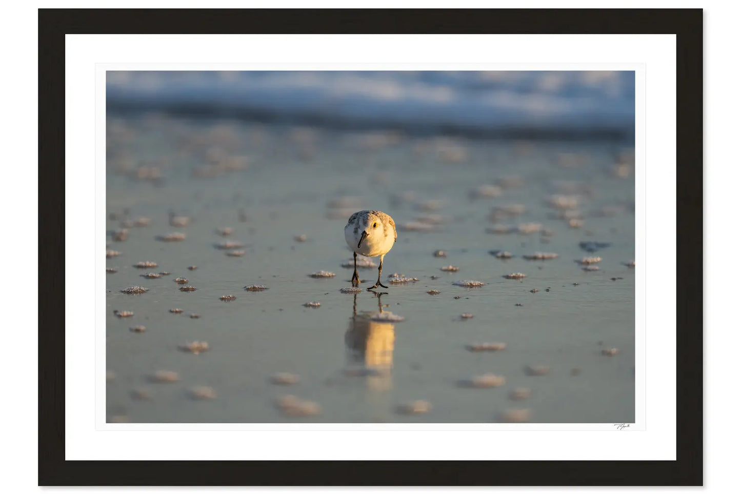 Sanderling Scurry - Tommy Joyce
