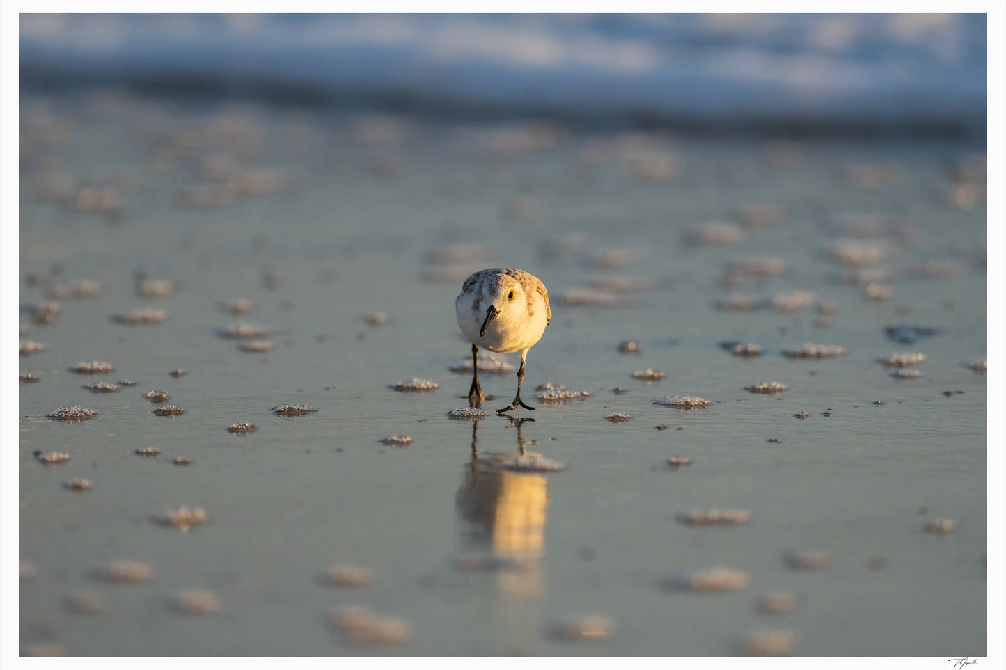 Sanderling Scurry - Tommy Joyce