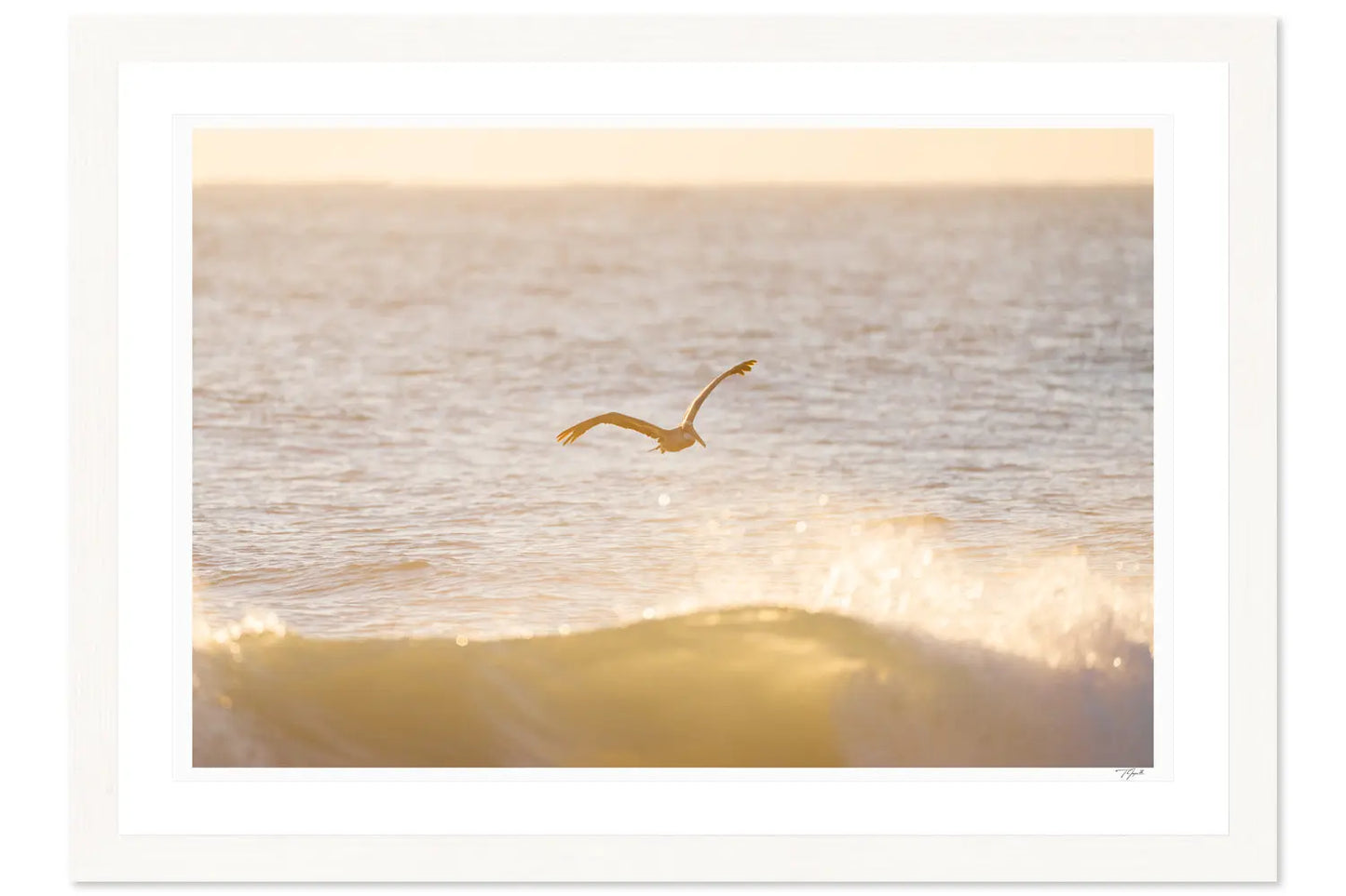 Peach Pelican - Tommy Joyce