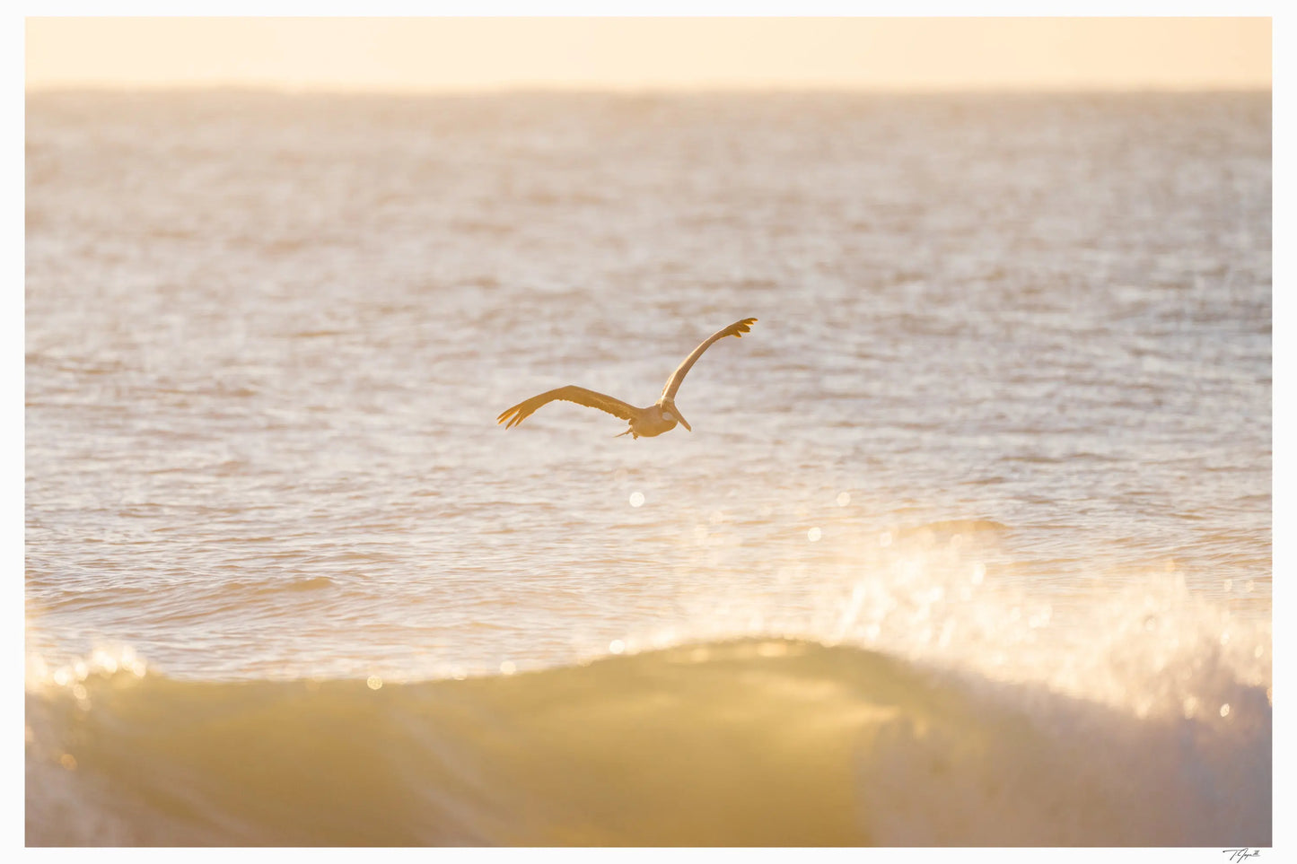 Peach Pelican - Tommy Joyce