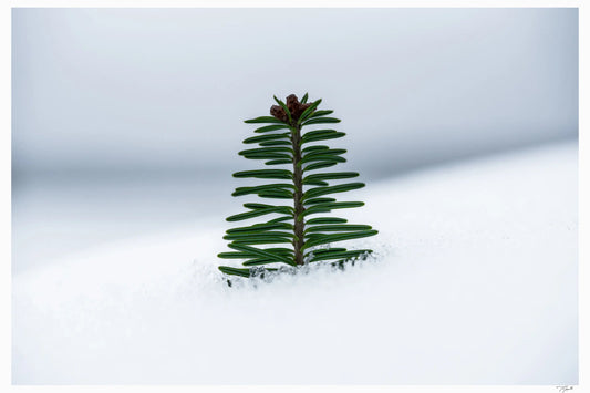 Emergence - Tommy Joyce