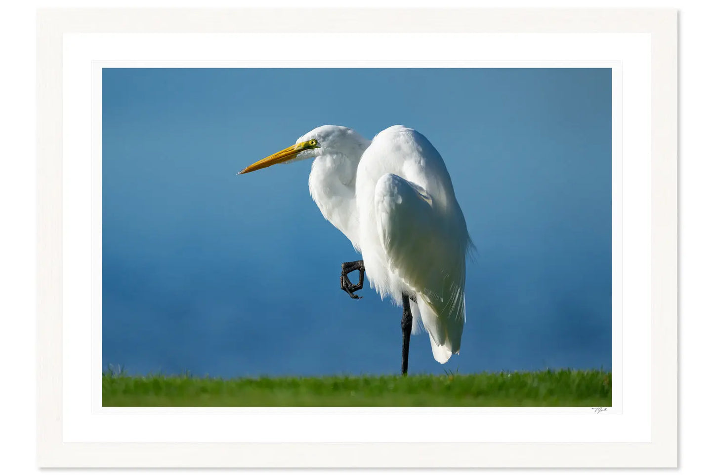 Elegant Egret - Tommy Joyce