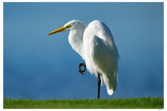 Elegant Egret - Tommy Joyce