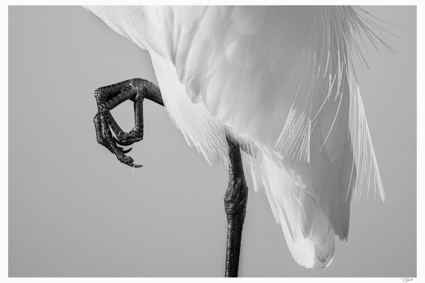 Curled Claw - Tommy Joyce
