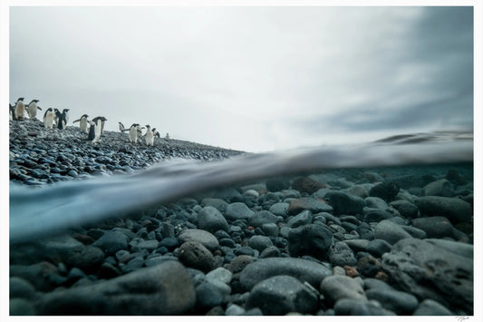 Penguin Pebbles - Tommy Joyce