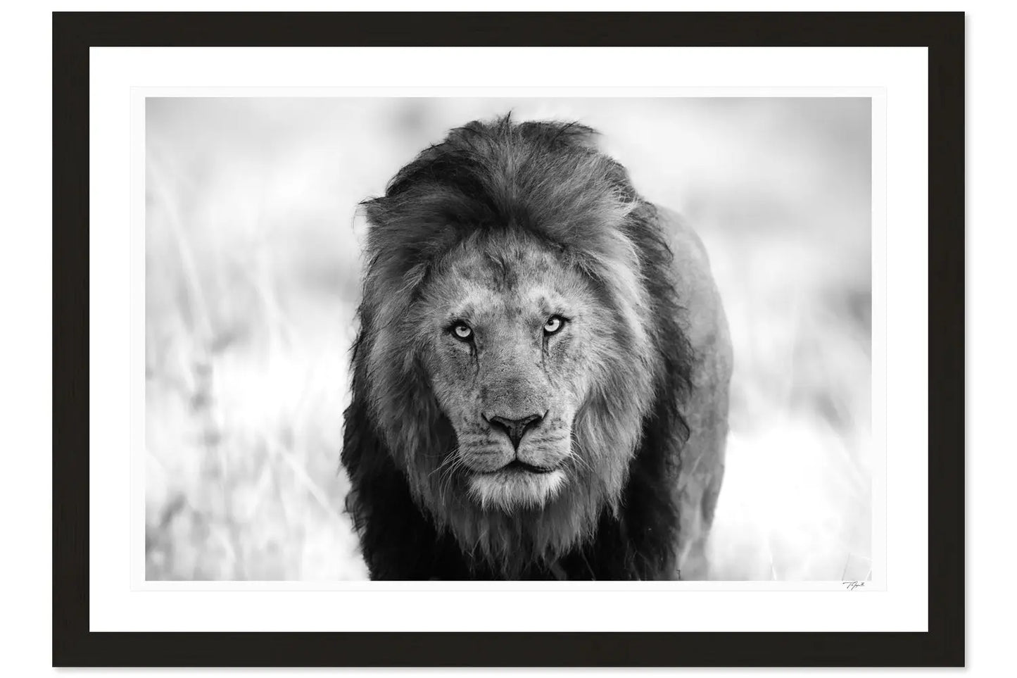 Lion Stare My Store