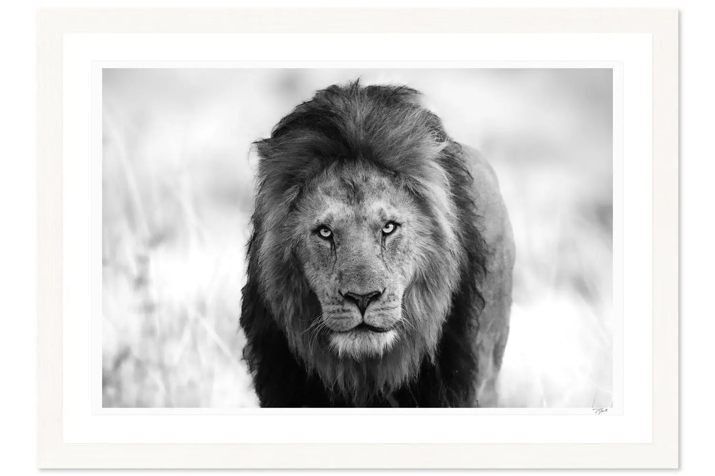 Lion Stare My Store