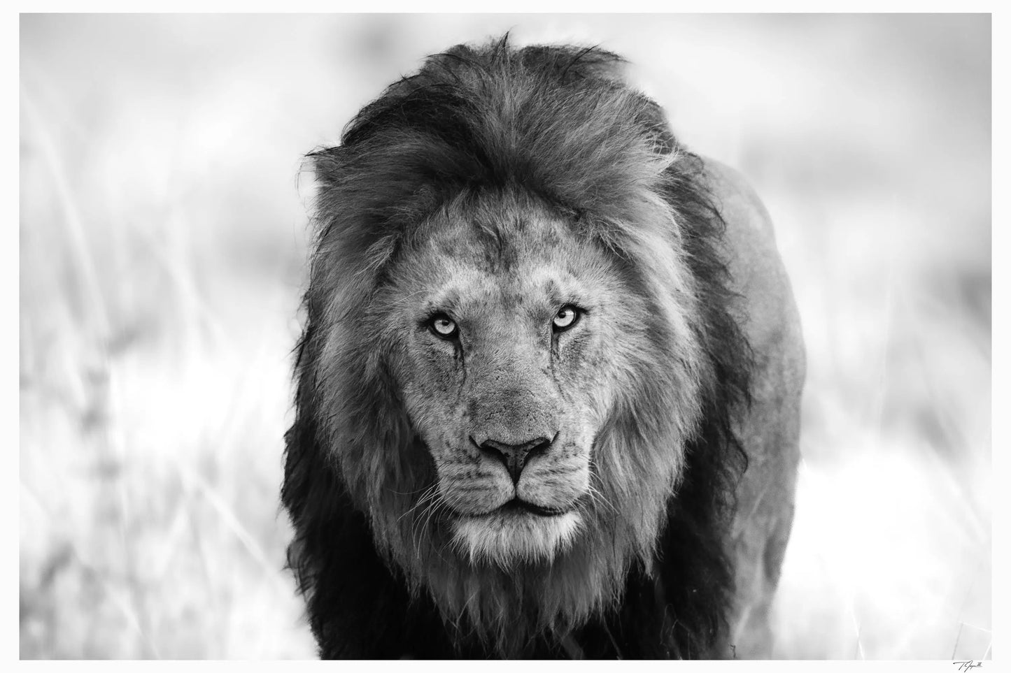 Lion Stare My Store