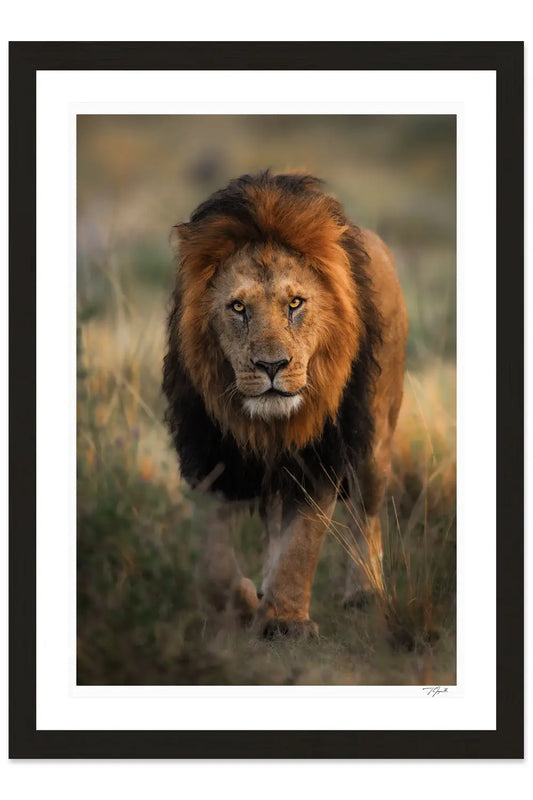 King Stroll - Tommy Joyce