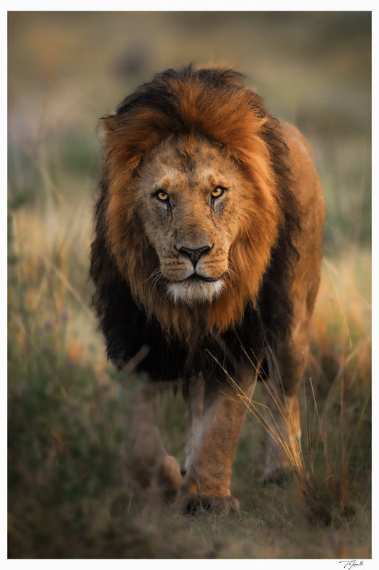 King Stroll - Tommy Joyce