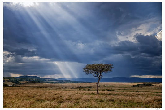 Acacia Rays - Tommy Joyce