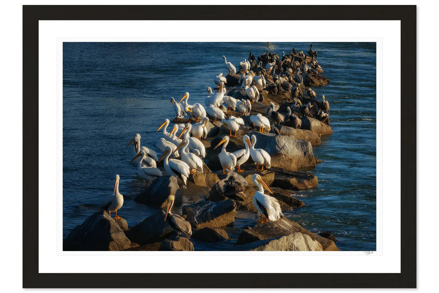 Pelican Rocks - Tommy Joyce