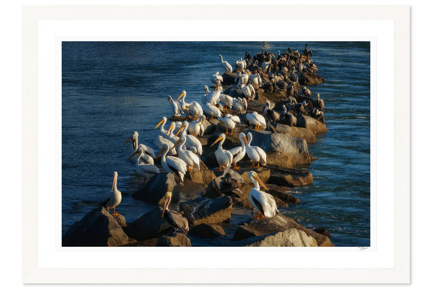 Pelican Rocks - Tommy Joyce