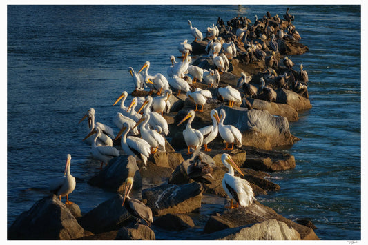 Pelican Rocks - Tommy Joyce