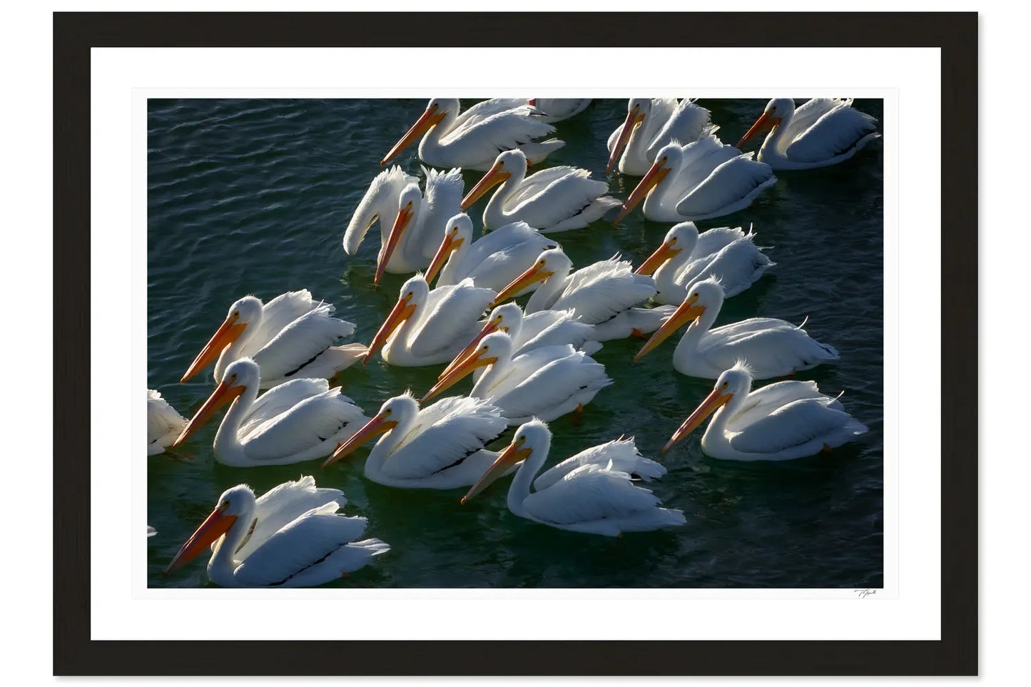 Pelican Party - Tommy Joyce