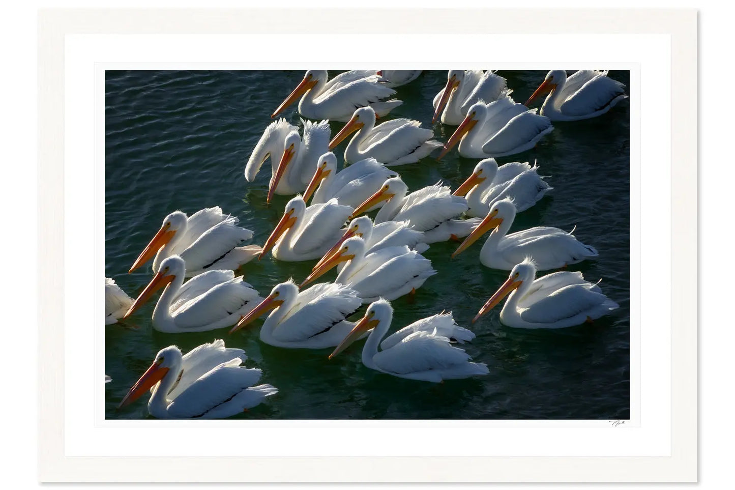 Pelican Party - Tommy Joyce