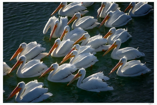 Pelican Party - Tommy Joyce