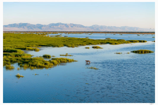 Salt Flats Sentry - Tommy Joyce