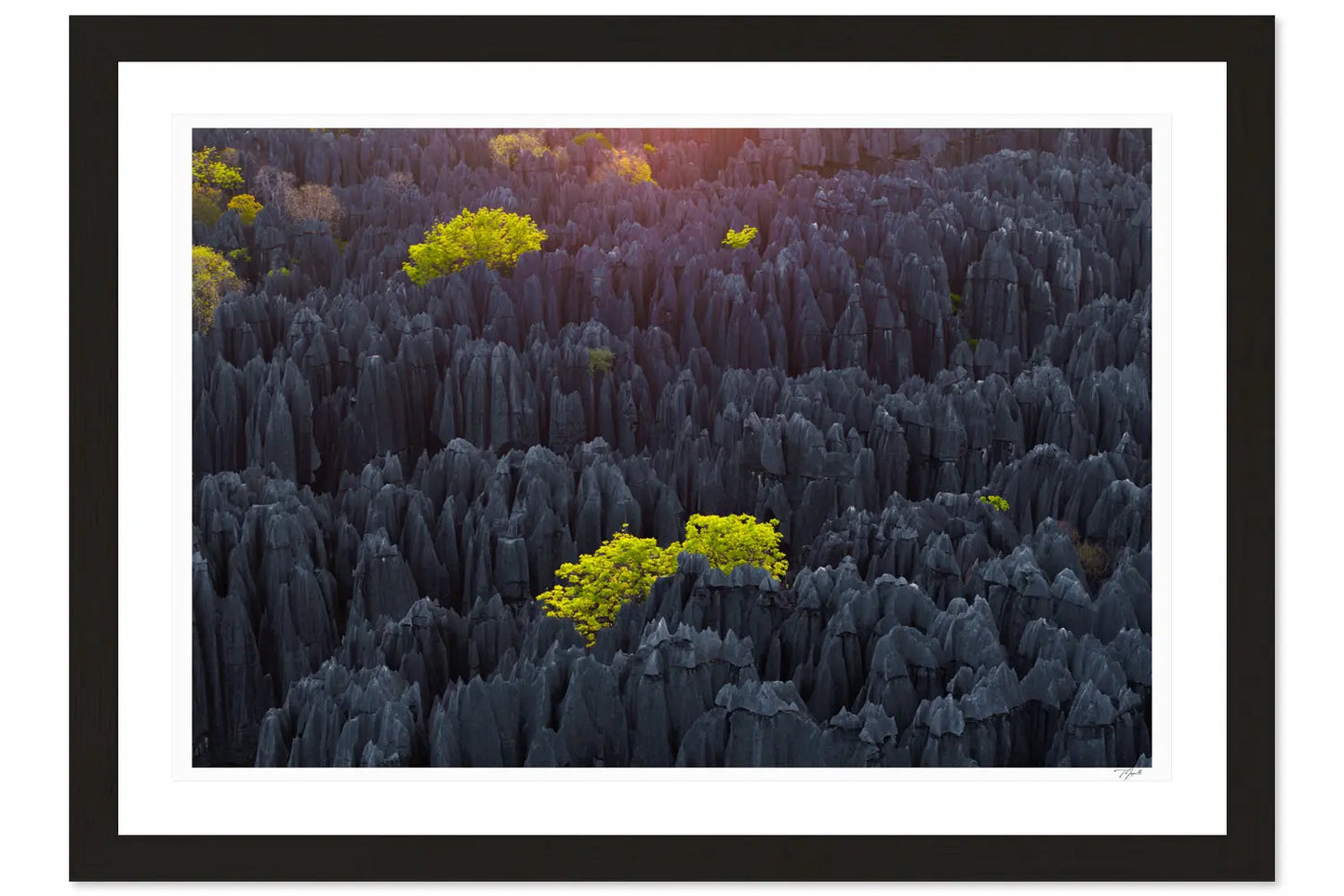 Tsingy Trees - Tommy Joyce