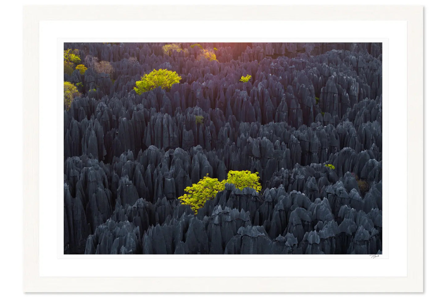Tsingy Trees - Tommy Joyce