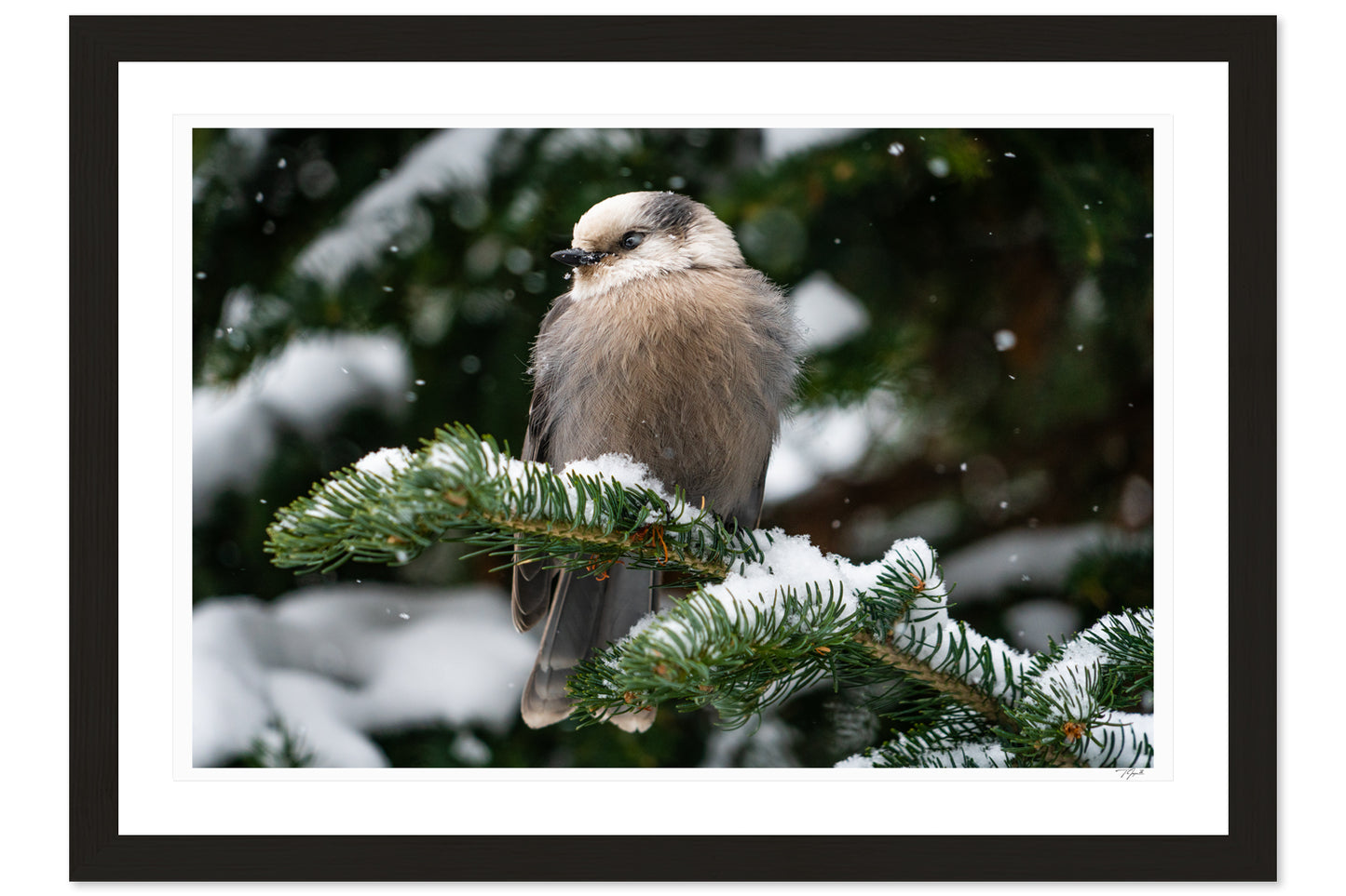 Snowy Gray Jay