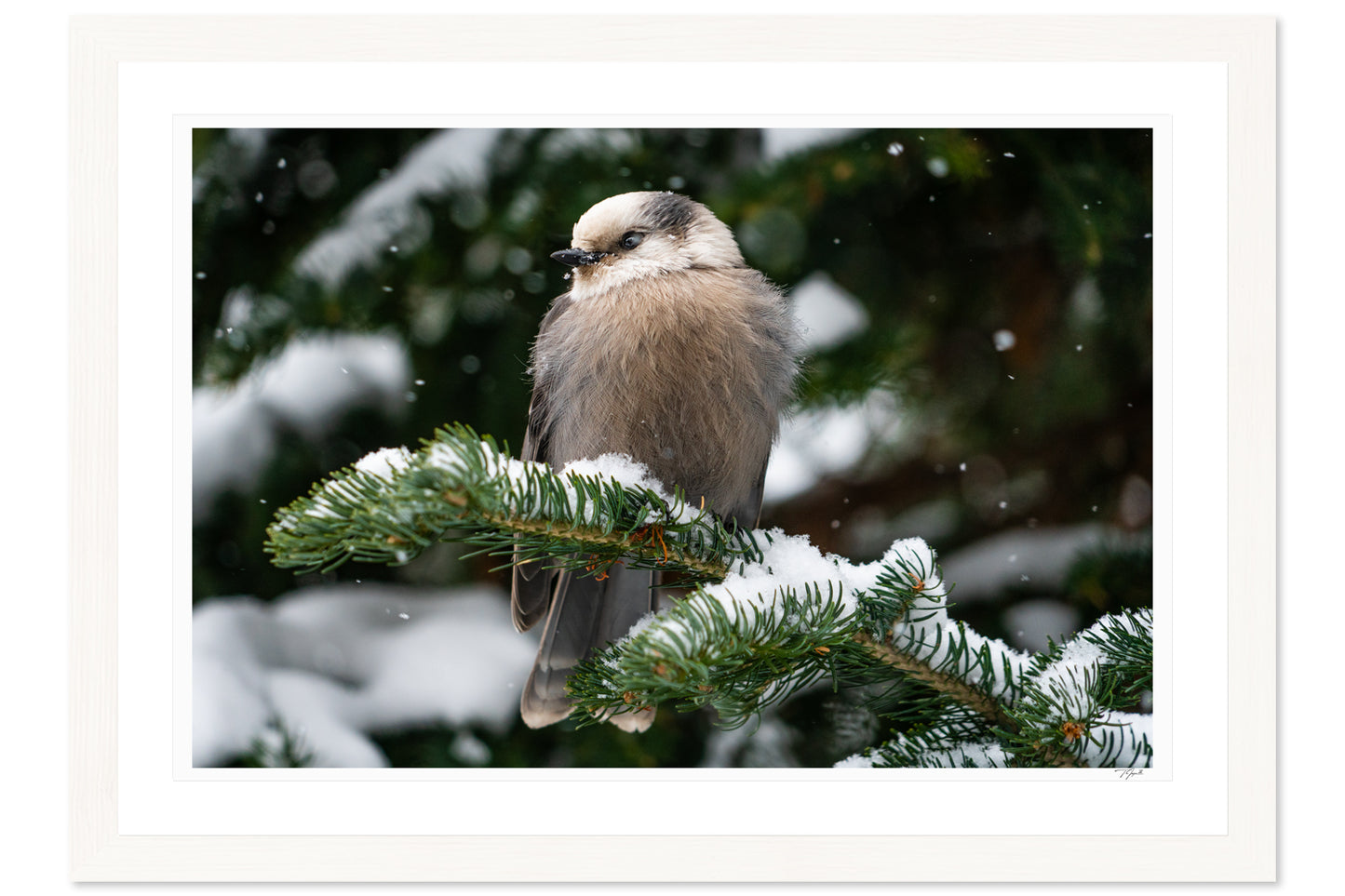Snowy Gray Jay