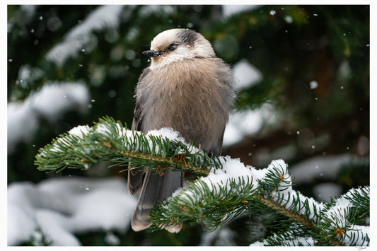 Snowy Gray Jay