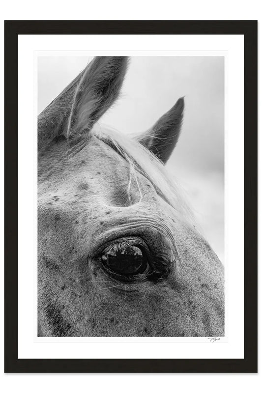 Horse Lashes - Tommy Joyce