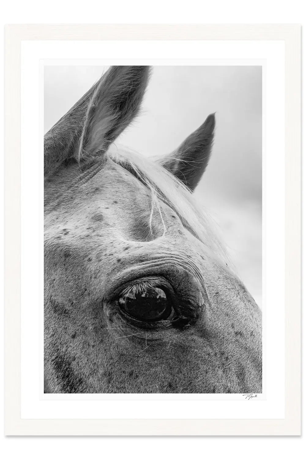Horse Lashes - Tommy Joyce