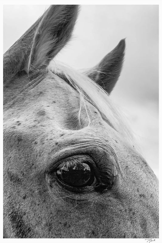 Horse Lashes - Tommy Joyce