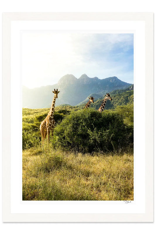 Giraffe Trio - Tommy Joyce