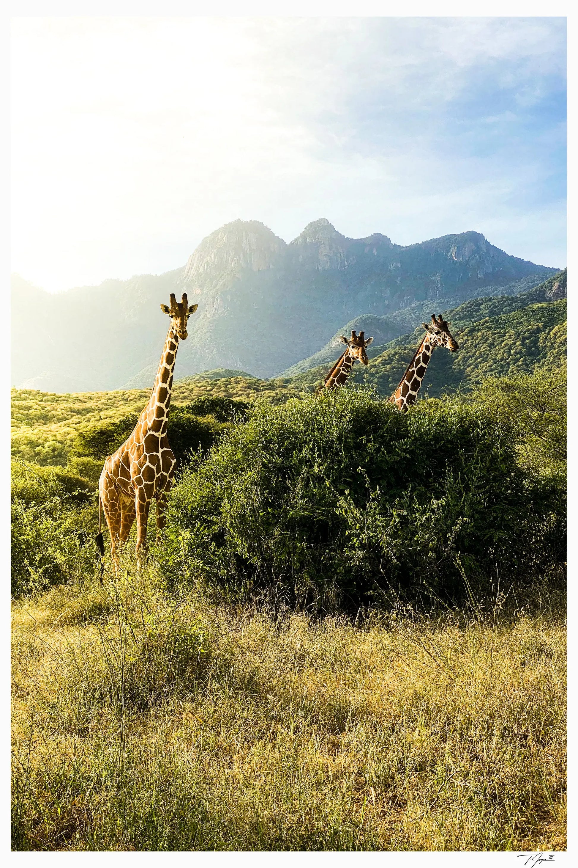 Giraffe Trio - Tommy Joyce