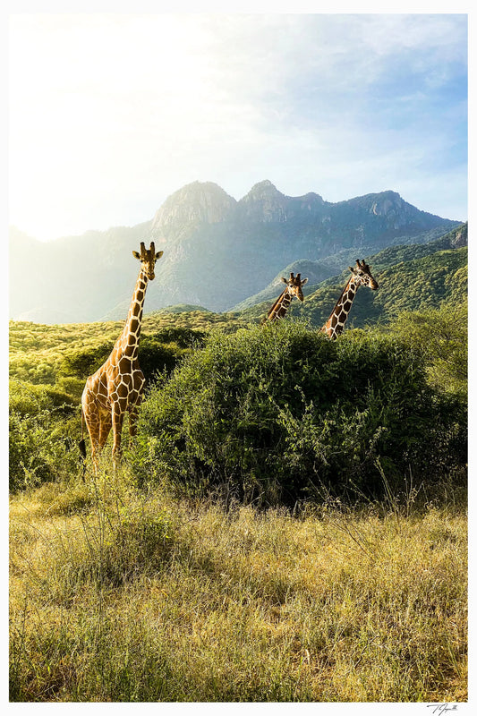 Giraffe Trio - Tommy Joyce