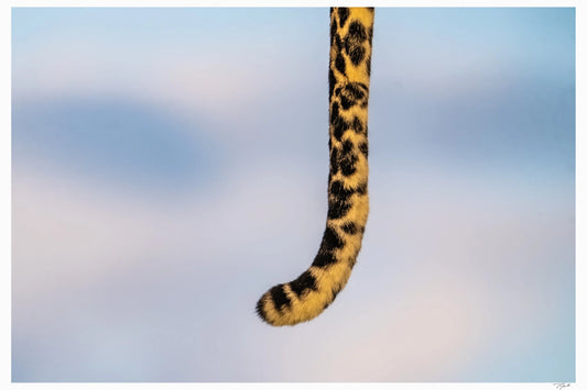 Leopard Tail My Store