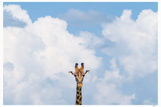 Head in the Clouds - Tommy Joyce