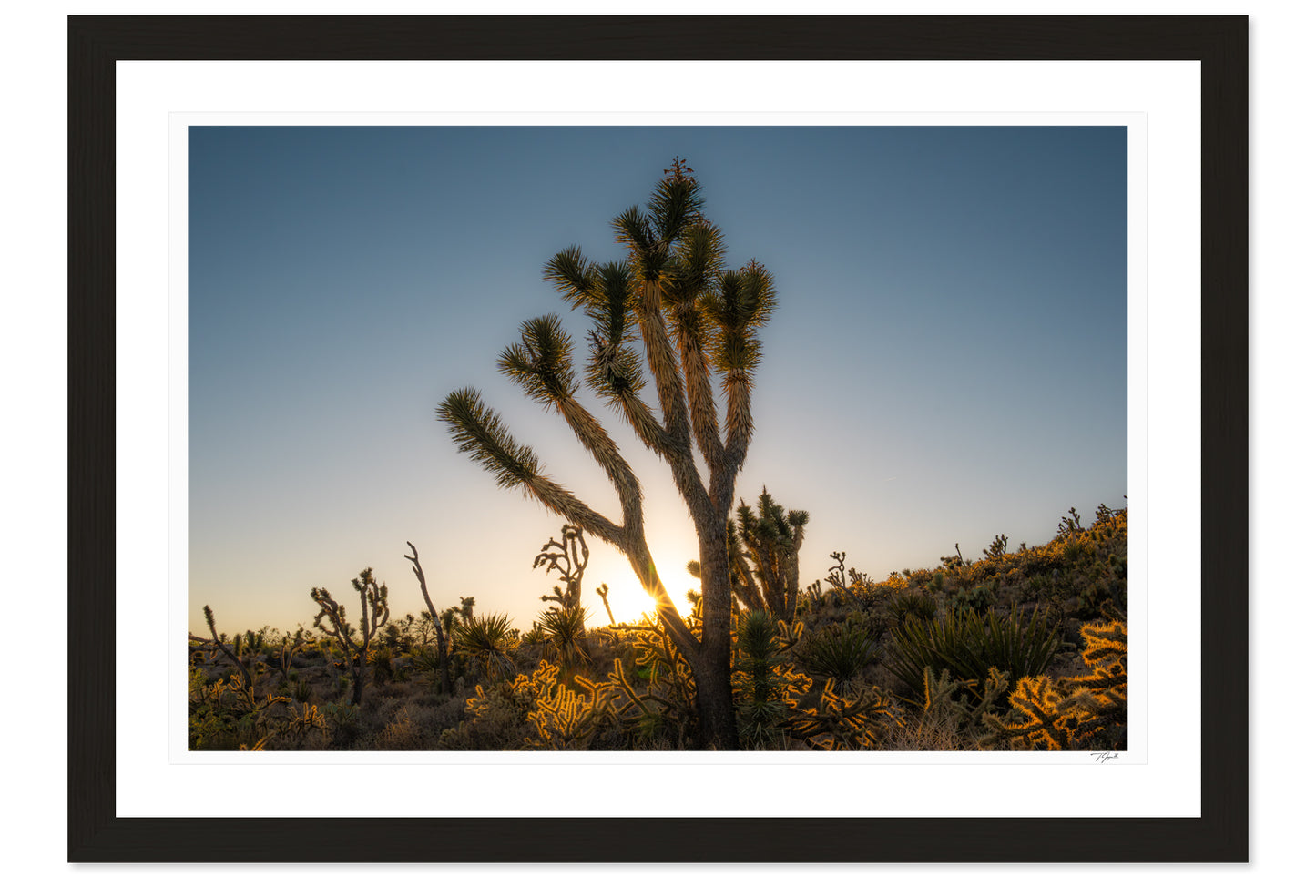 Joshua Tree
