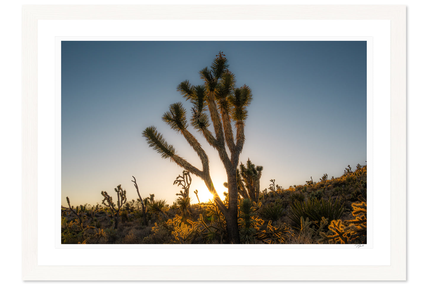 Joshua Tree