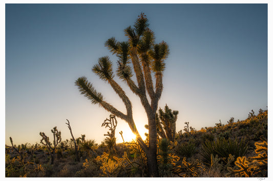 Joshua Tree
