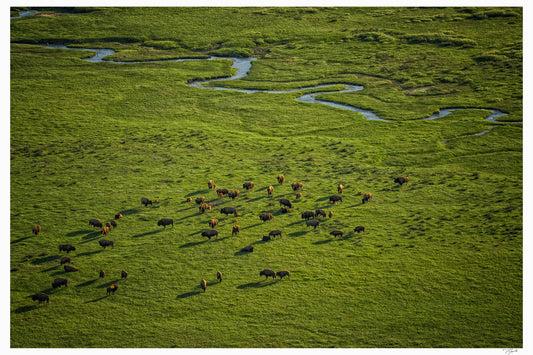 Open Range - Tommy Joyce