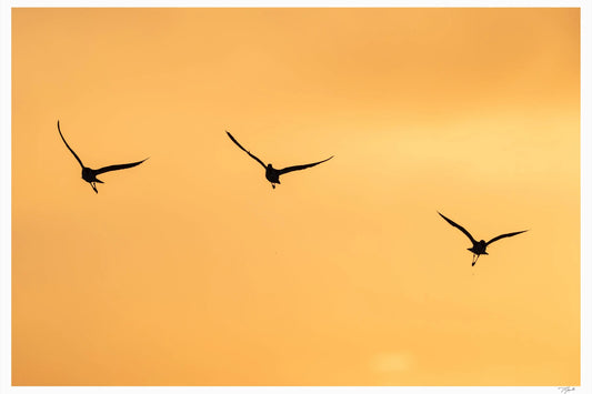 Golden Flight - Tommy Joyce