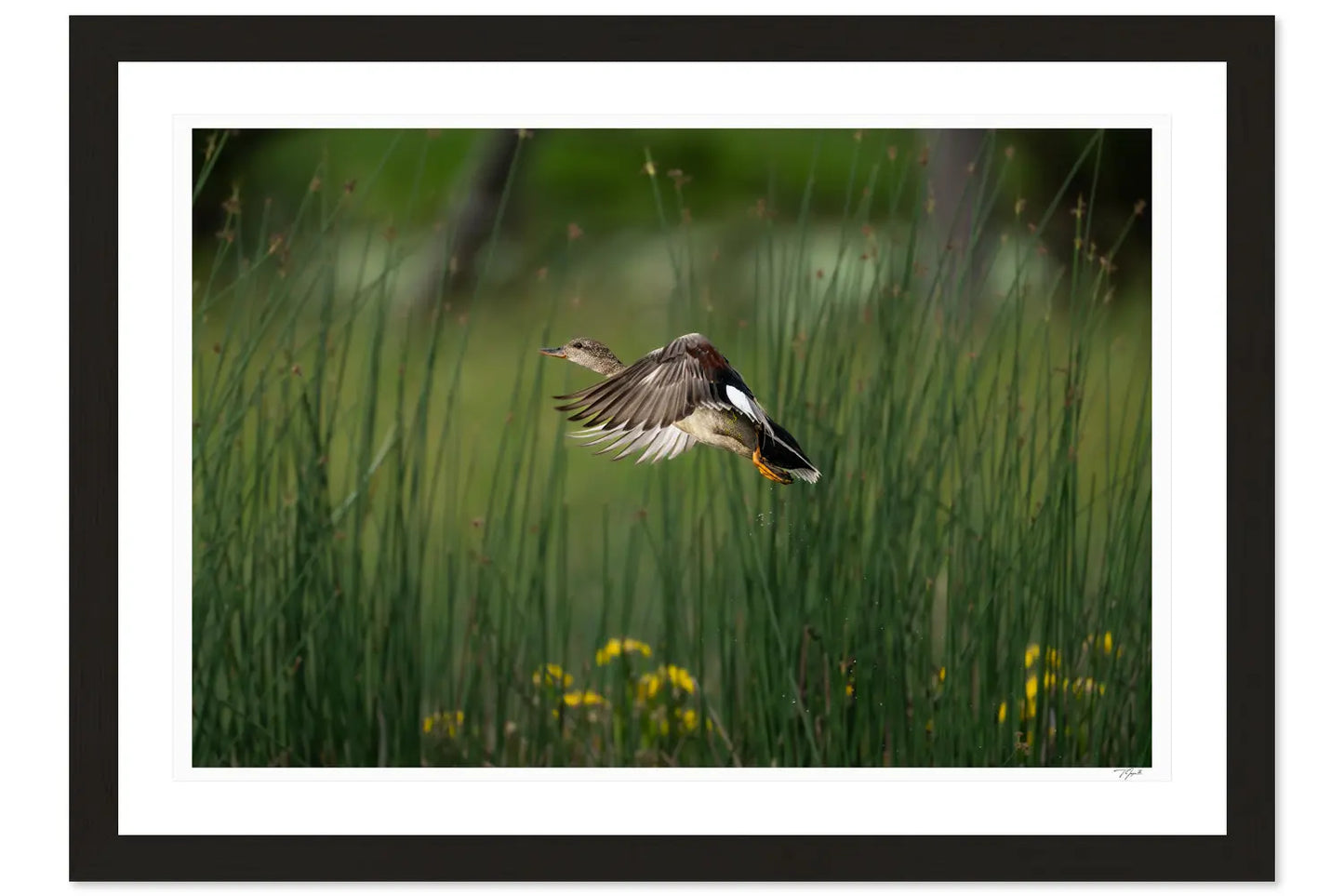 Gadwall Gone - Tommy Joyce