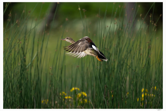 Gadwall Gone - Tommy Joyce