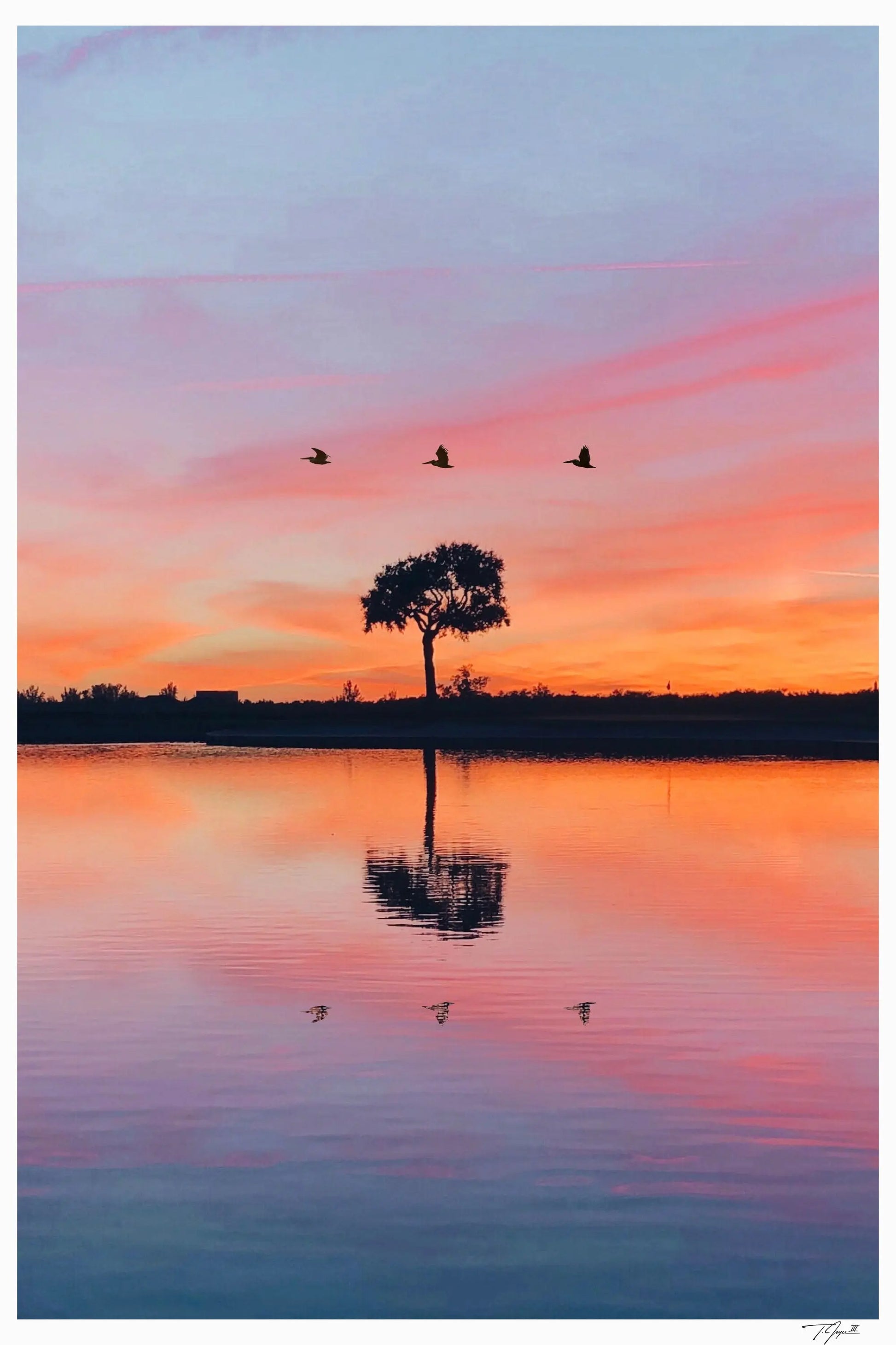 Florida Acacia - Tommy Joyce