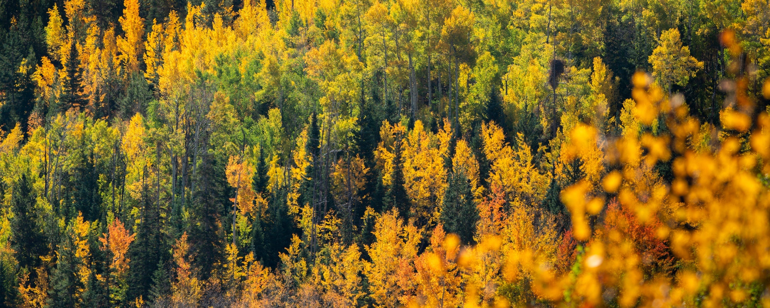 Forests