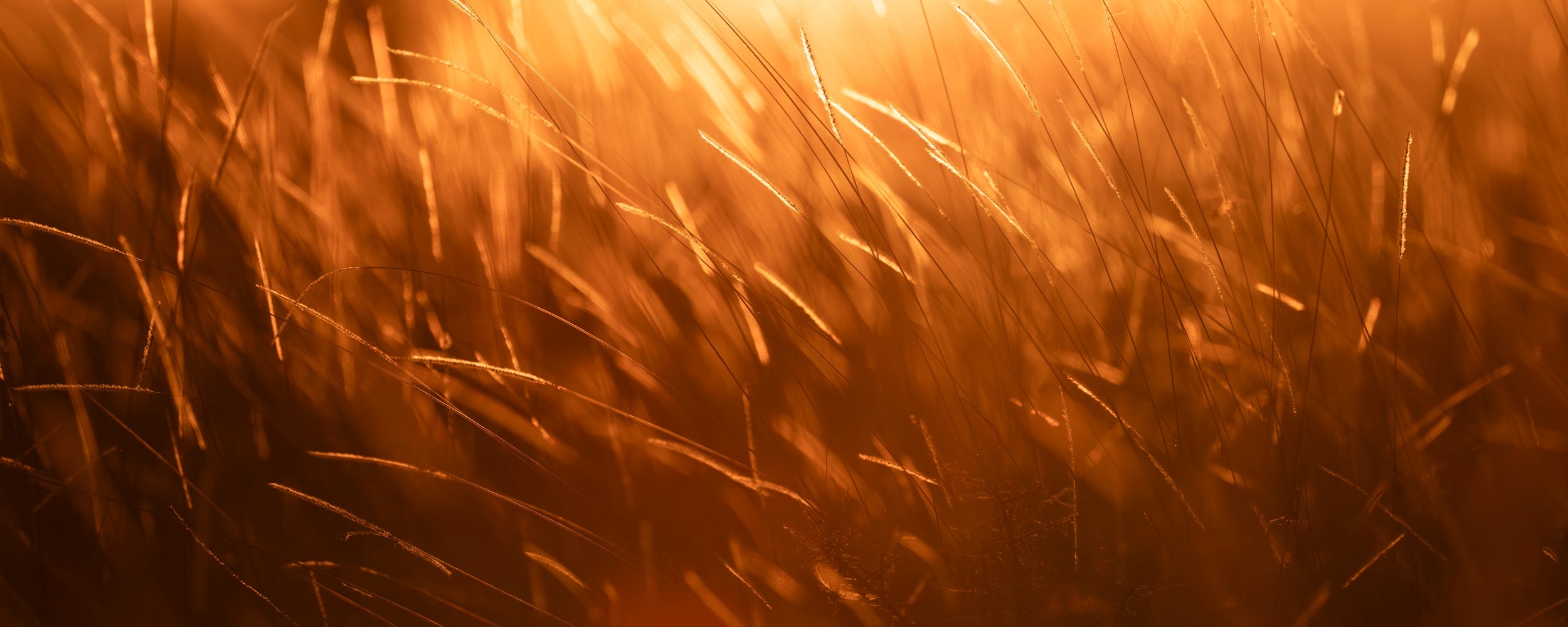 Grasslands