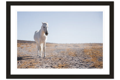 White Horse